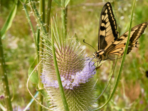 Ein Schmetterling der Art Schwalbenschwanz sitzt auf der Blüte einer Wilder Karde auf einer Wiese.